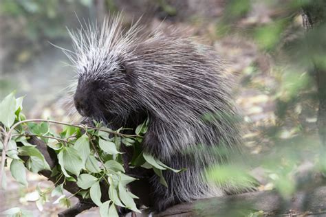 North American Porcupine Baby Debuts At Prospect Park Zoo