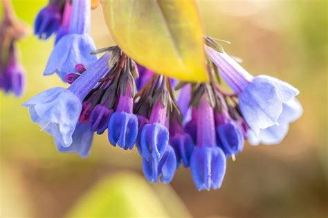 Virginia Bluebells Mertensia Virginica Bloom At Lewis Ginter