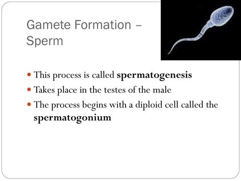 Ppt Specialized Sex Cells Powerpoint Presentation Free Download Id