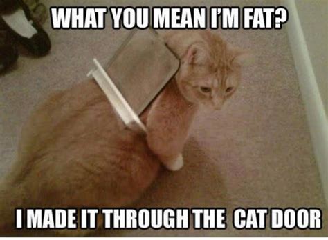 How I Feel About Dieting A Cat Meme Story — Ariele Sieling