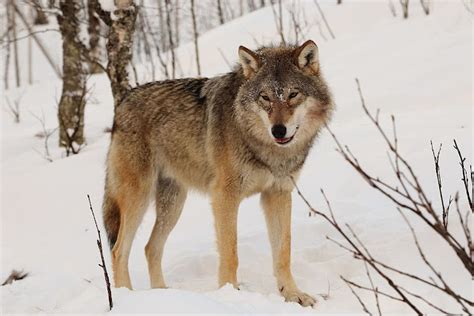 Canis Lupus Lobo Cinzento Mamíferos Do Mundo