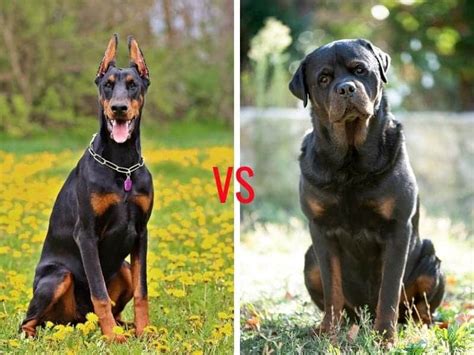 Doberman Vs Rottweiler The Ultimate Guide My Dogs Name