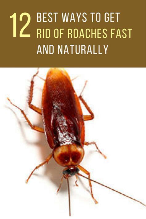 12 Best Ways To Get Rid Of Roaches Fast Pest Control Roaches Kill Roaches