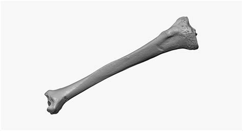 Modelo 3d Real Human Tibia Bone 01 Raw Scan Turbosquid 1550988