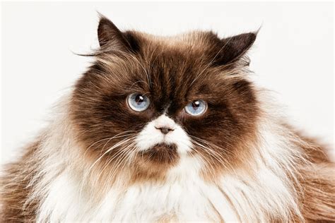 Los Angeles Cat Photography Michael Brian Pet Dog Awesome Himalayan