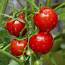 Organic Tomato Large Red Cherry 250 Mg  Heirloom Non GMO Seeds