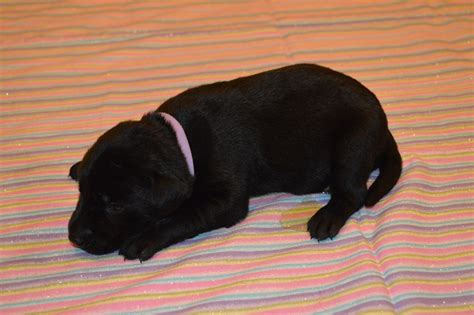 South dakota for sale by owner puppies. Chocolate Labrador Hunting Puppies For Sale