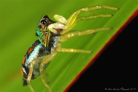Rainbow Jumping Spider Flickr Photo Sharing
