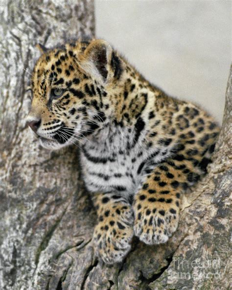Leopard Cub Photograph By Robert Chaponot Fine Art America