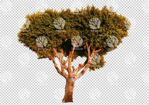 Gobotree Cut Out Of Large Tree During