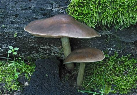 Fawn Mushroom Pluteus Cervinus Fawn Mushroom Pluteus Ce Flickr