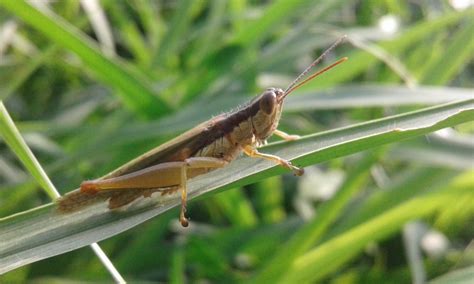 Free for commercial use no attribution required high quality images. Free Images : locust, grasshopper, invertebrate, cricket ...
