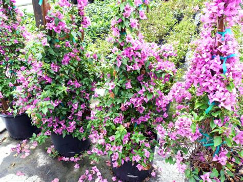 These are plants that grow best in a mild climate, so they will do well in zones eight through 10. 10 Best Flowering Vines For Trellis, Arches, Pergola, And ...