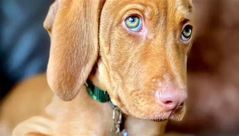 Vizsla Tear Stains Was My Vizsla Crying Causes And Treatment