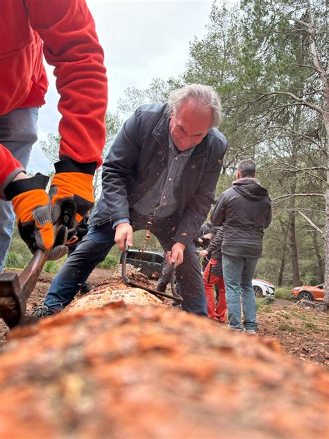 Així està anant la jornada de tala del Pi de Sant Antoni de Pollença