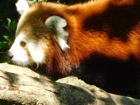 Panda Roux Parc Animalier Du Reynou Limousin Odette Fromonteil