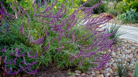 Horn Residence Austin Native Landscaping