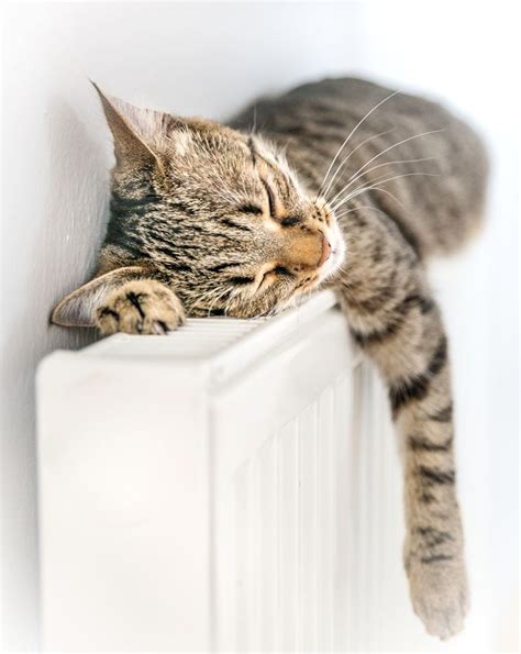 A Cat Sleeping On Top Of A White Radiator