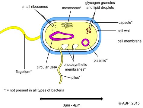 Draw And Label A Typical Bacterial Cell Cellular Structures Of A