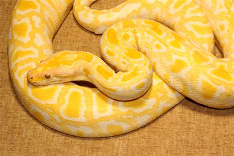 The Albino Burmese Python ~ Burmese Python Care