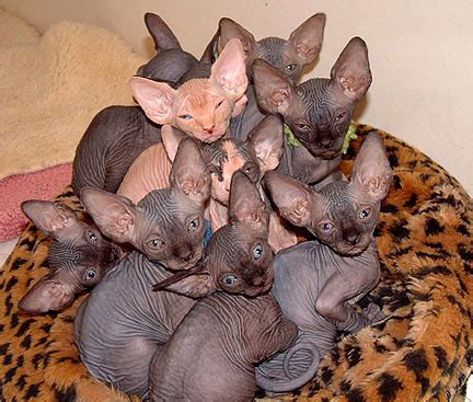 Some have long hair, some have short and some are hairless. Available-Kittens