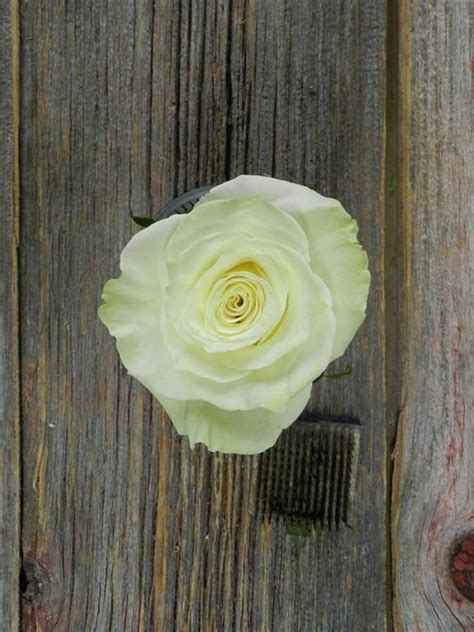 Wholesale Mondial White Rose With Greenish Cast On Outer Petals