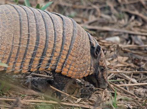 Six Banded Armadillo Photo Image 1 Of 2 By Ian Montgomery At Au