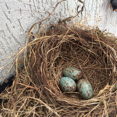 Bird Eggs In Nest