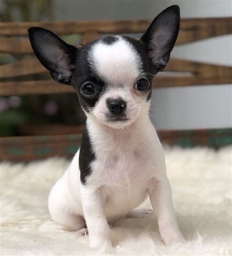 Chihuahua Chiwawa Dog Pets Lovers