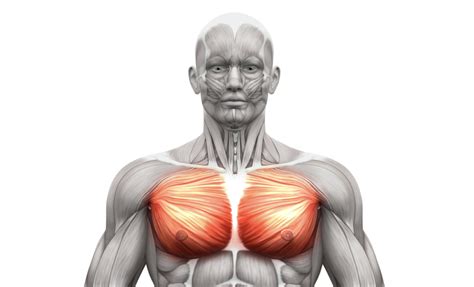 Chest Muscles Labeled Anatomy