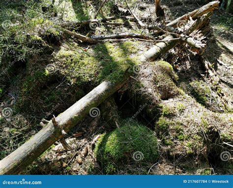 Closeup Shot Of Broken Tree Branches On The Ground Stock Photo Image