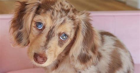 Adorable Dachshund Gets 190k Followers Thanks To Her Blue Eyes And