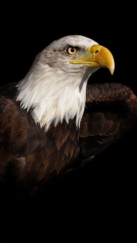 Bald Eagle Iphone 5 5s 5c Wallpaper Eagle Wallpaper For Iphone 4