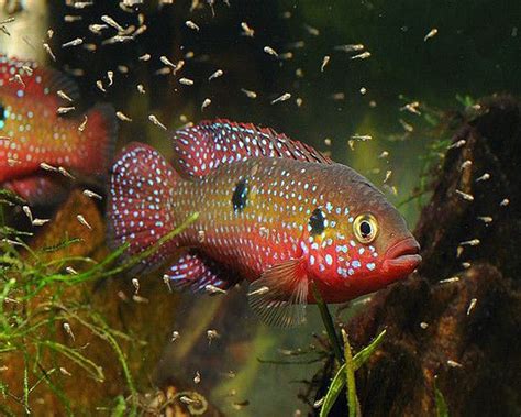 Jewel Fish Hemichromis Bimaculatus The Original African Cichlid