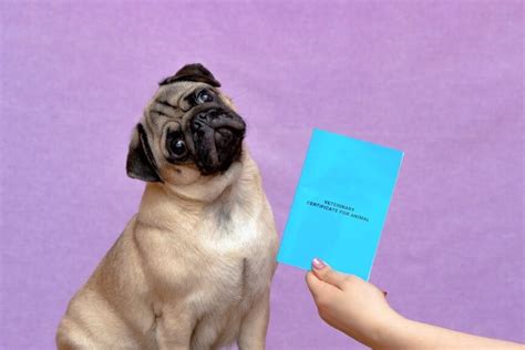 Paszport dla psa Gdzie wyrobić taki dokument Ile kosztuje Psy pl