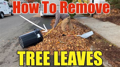 Most Efficient Way To Pick Up Fall Leaves Step by Step DIY | How To