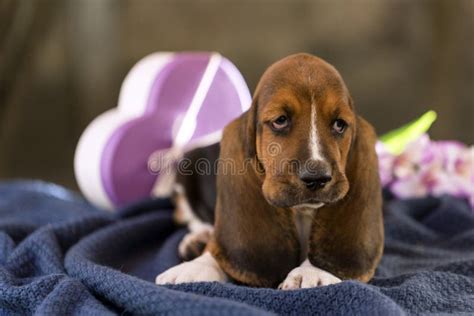 The Beautiful Puppy Of Basset Hound With Sad Eyes And Long Ears Stock