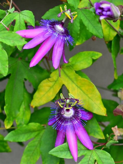 Vine Flowers 8 Cures For The Common Garden Bob Vila