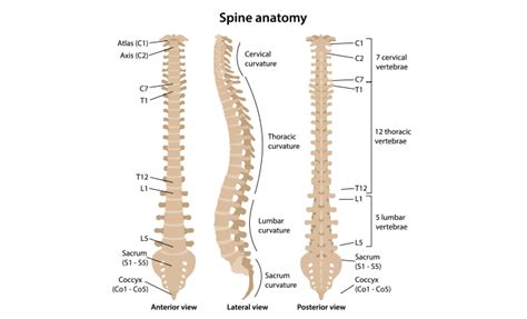 The Different Parts Of The Spine Cary Orthopaedics
