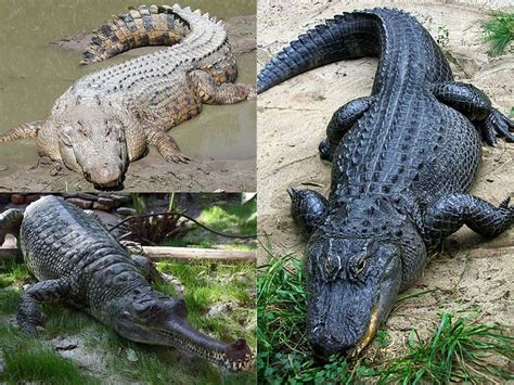 Crocodilia Alchetron The Free Social Encyclopedia