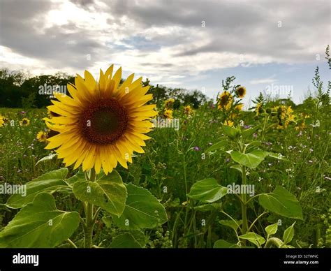 Sunflower In A Storm Stock Photo Alamy