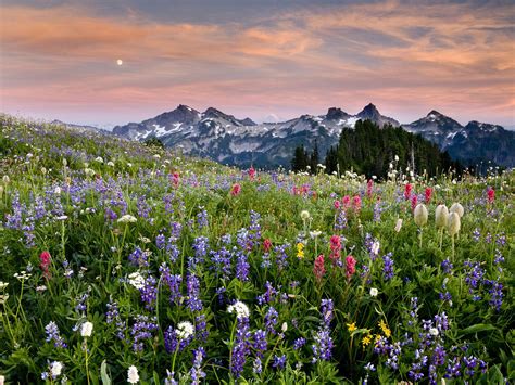 The Tatoosh Range And Wildflowers At Sunset Mt Rainier National Park