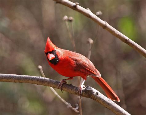 Pictures And Information On Northern Cardinal