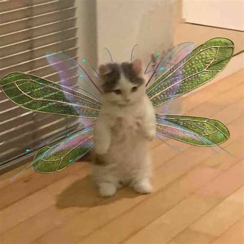 Fairy Cat Lol Cat Aesthetic Cute Little Animals Cute Funny Animals