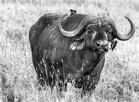 Black And White Portrait Of A Big Old African Or Cape Buffalo Africa S