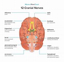 What are the 12 cranial nerves? Functions and diagram | Cranial nerves ...