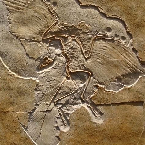 Archaeopteryx Life Sized Fossil Replica Wall Mount — The Prehistoric Store