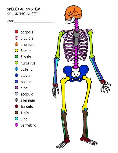 We did not find results for: new skeletal system coloring book | Skeleton drawings ...