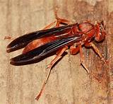 Images of The Red Wasp