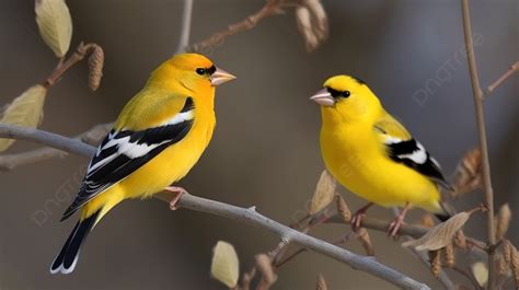 Two Yellow Birds Are Sitting On Tree Branches Background Picture Of